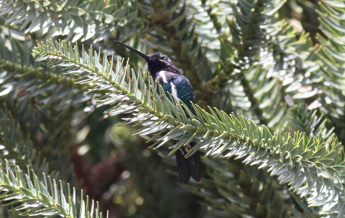 Stripe-breasted Starthroat - ML85179841