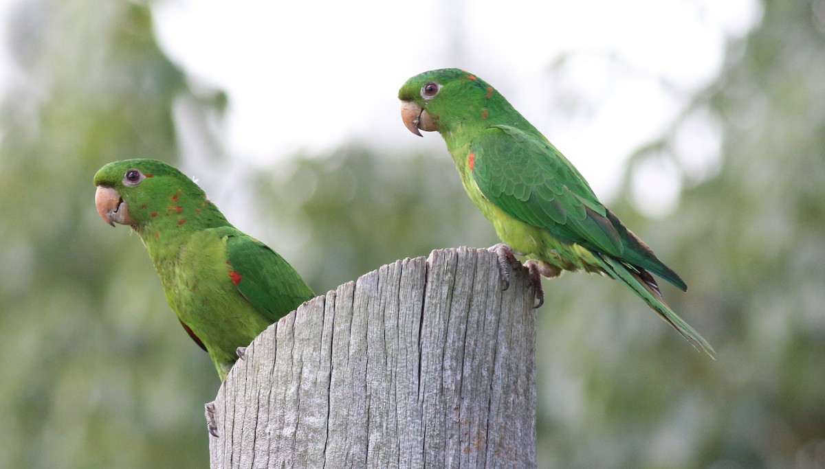 White-eyed Parakeet - Rick Folkening