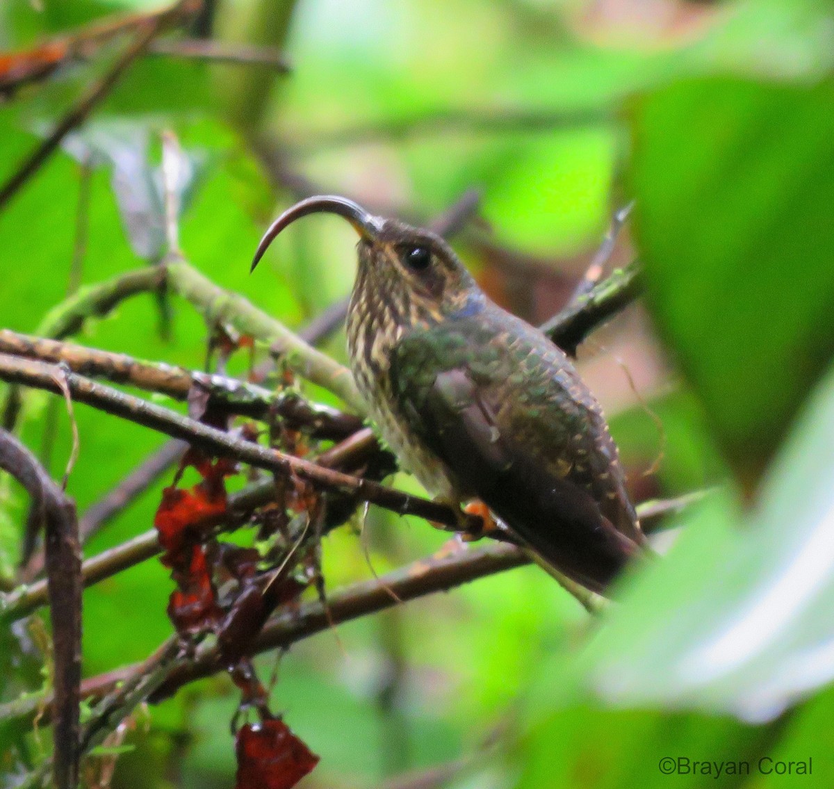 Buff-tailed Sicklebill - ML85180871