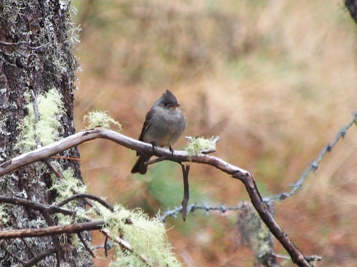 Moucherolle de Coues - ML85180991