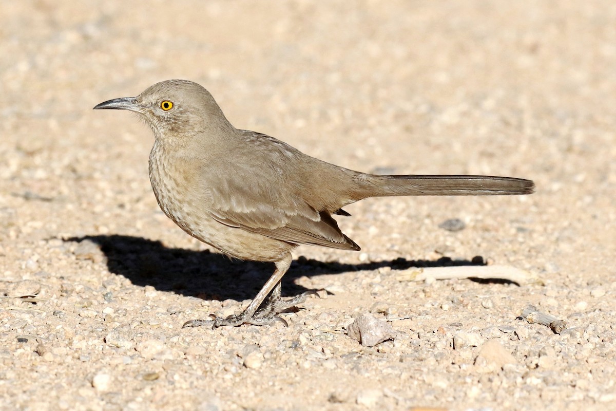 Bendire's Thrasher - Lindsay Story