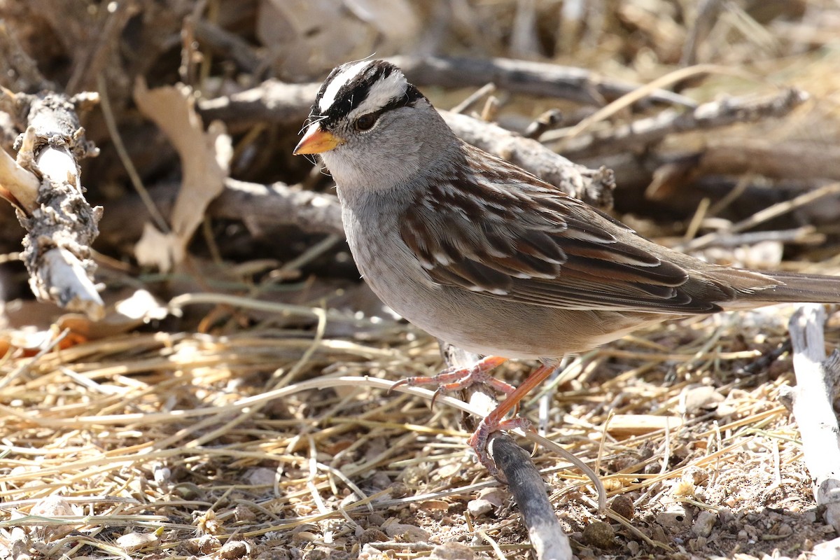 Bruant à couronne blanche - ML85182281