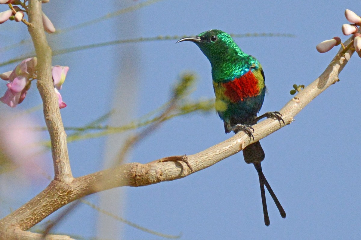 Beautiful Sunbird - Marie O'Neill