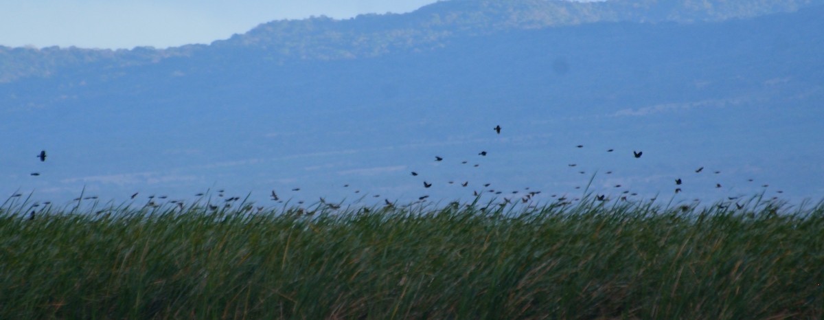 Red-winged Blackbird - ML85183671