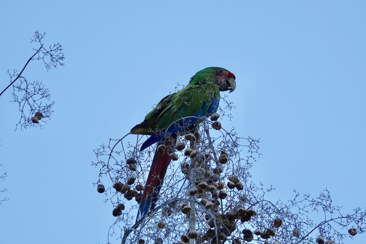 Military Macaw - ML85184161