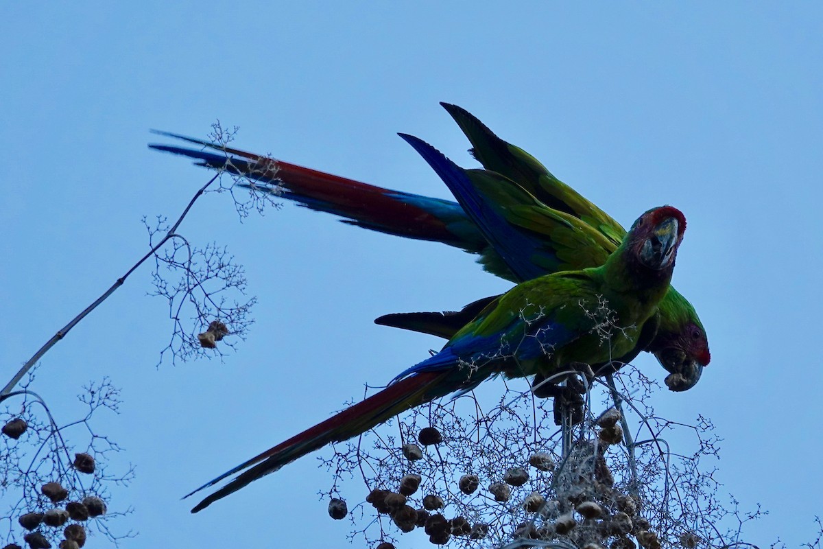 Military Macaw - john bishop