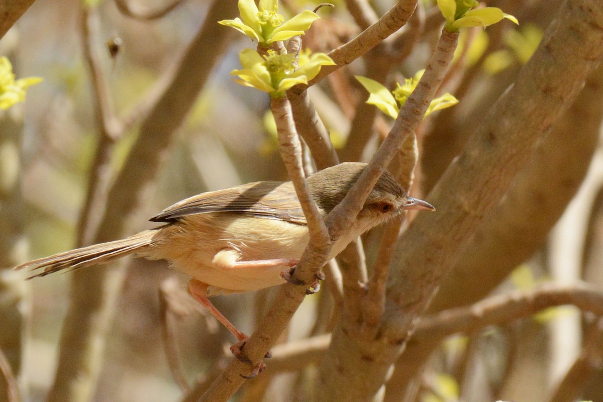 Tawny-flanked Prinia - ML85184291