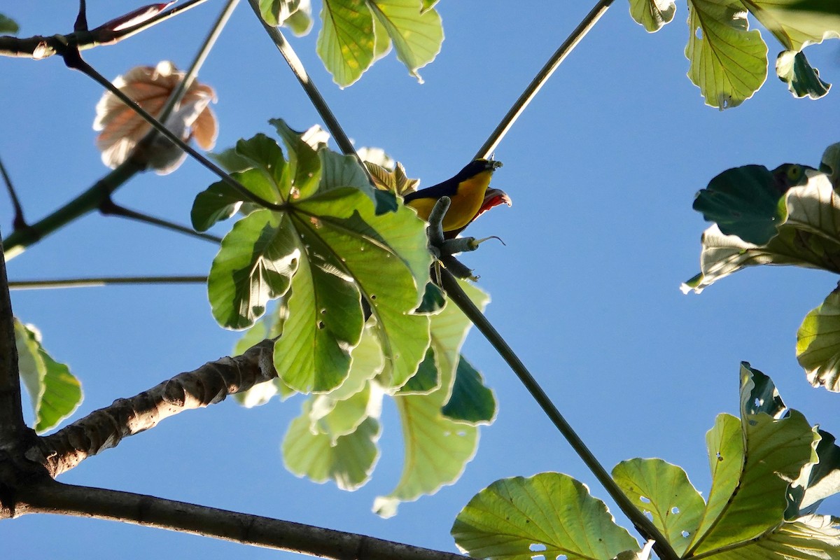 Kalın Gagalı Öfonya (melanura/crassirostris) - ML85184401