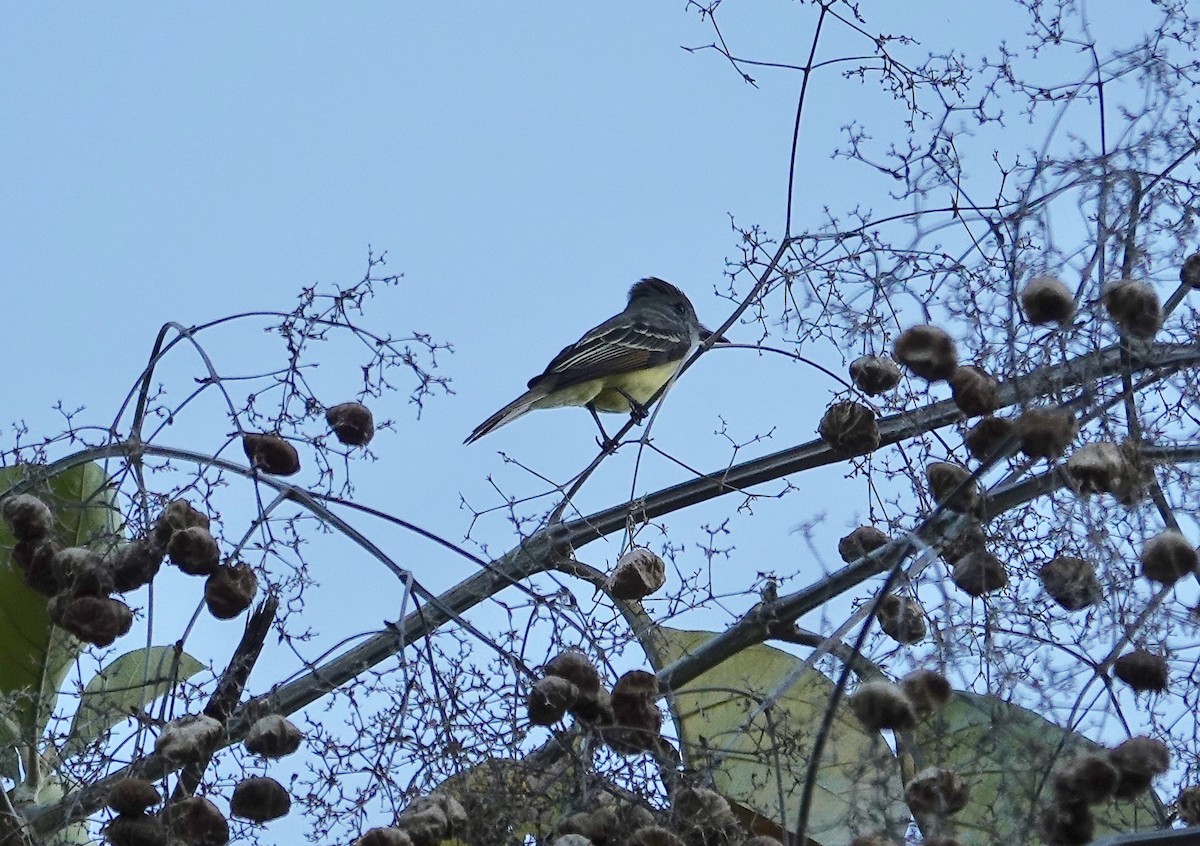 Panama Flycatcher - ML85184441