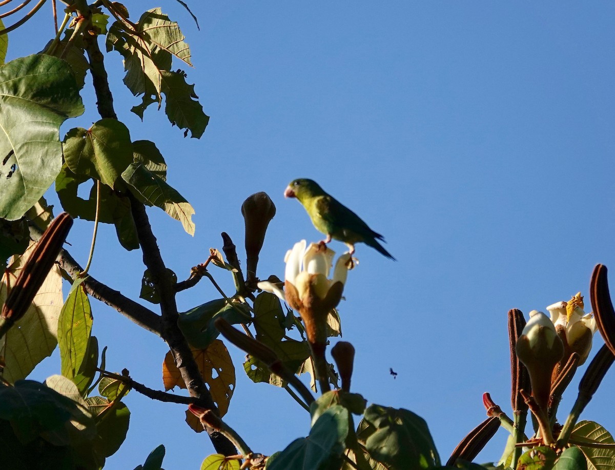 Orange-chinned Parakeet - ML85184541