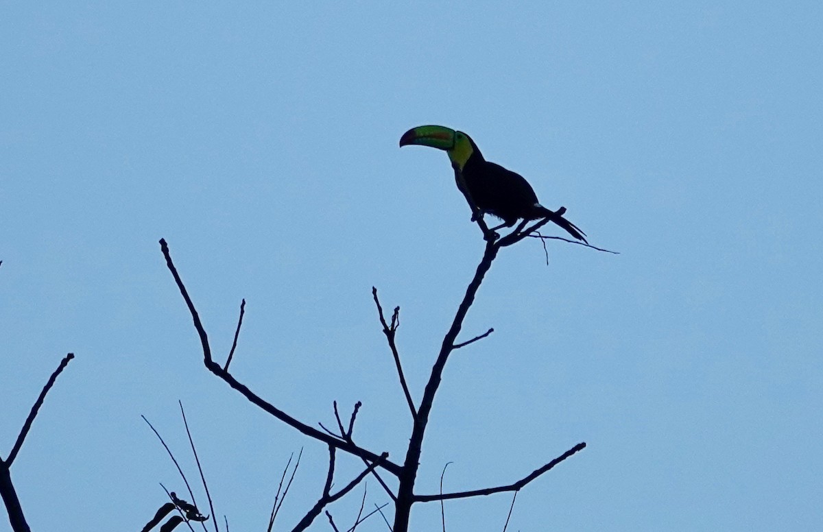 Keel-billed Toucan - ML85184651