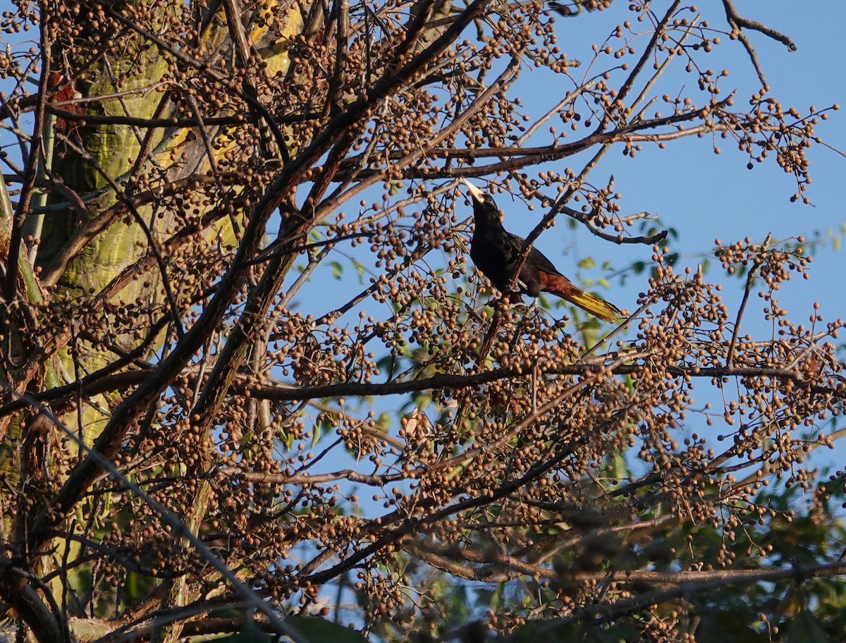 Crested Oropendola - ML85184731