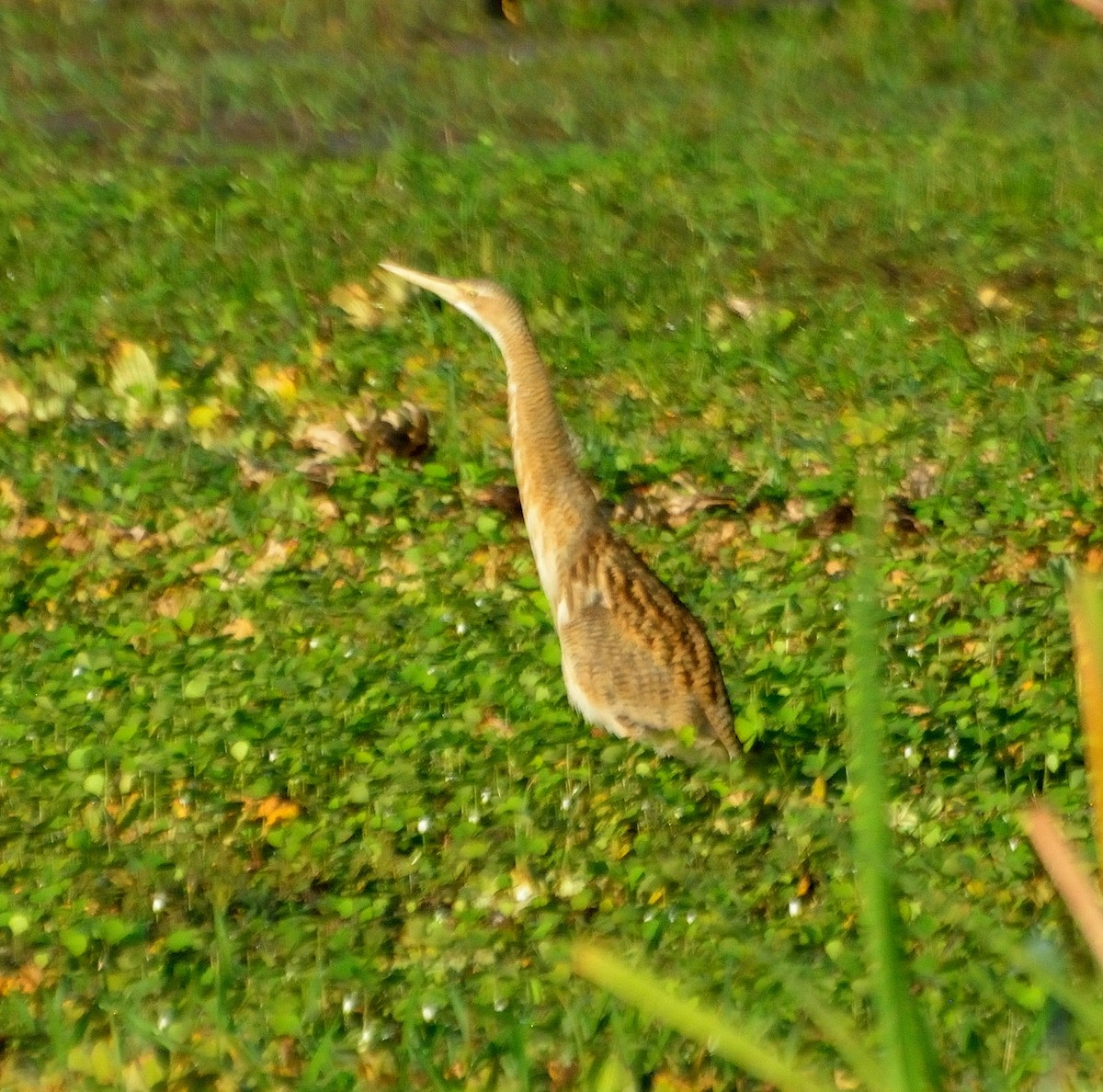 Pinnated Bittern - ML85184871