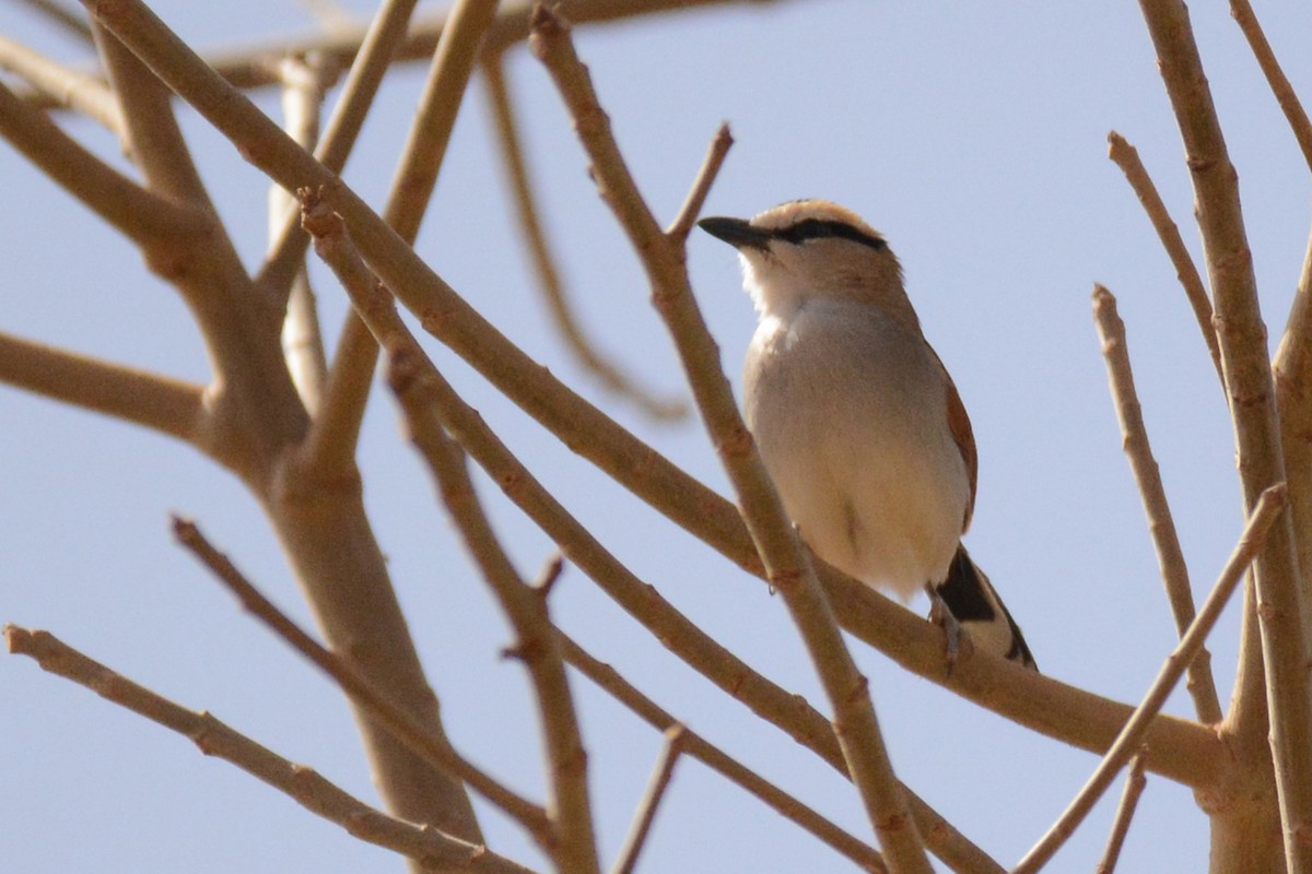 Black-crowned Tchagra - ML85184881