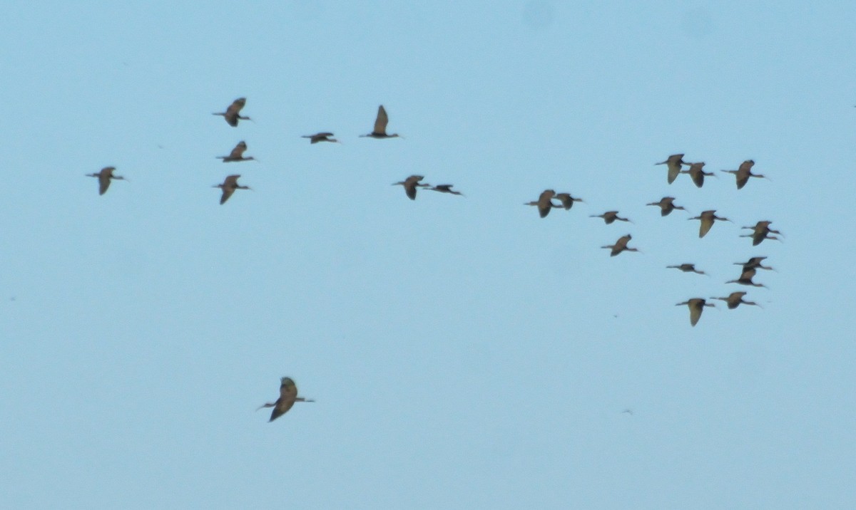 ibis hnědý - ML85185051