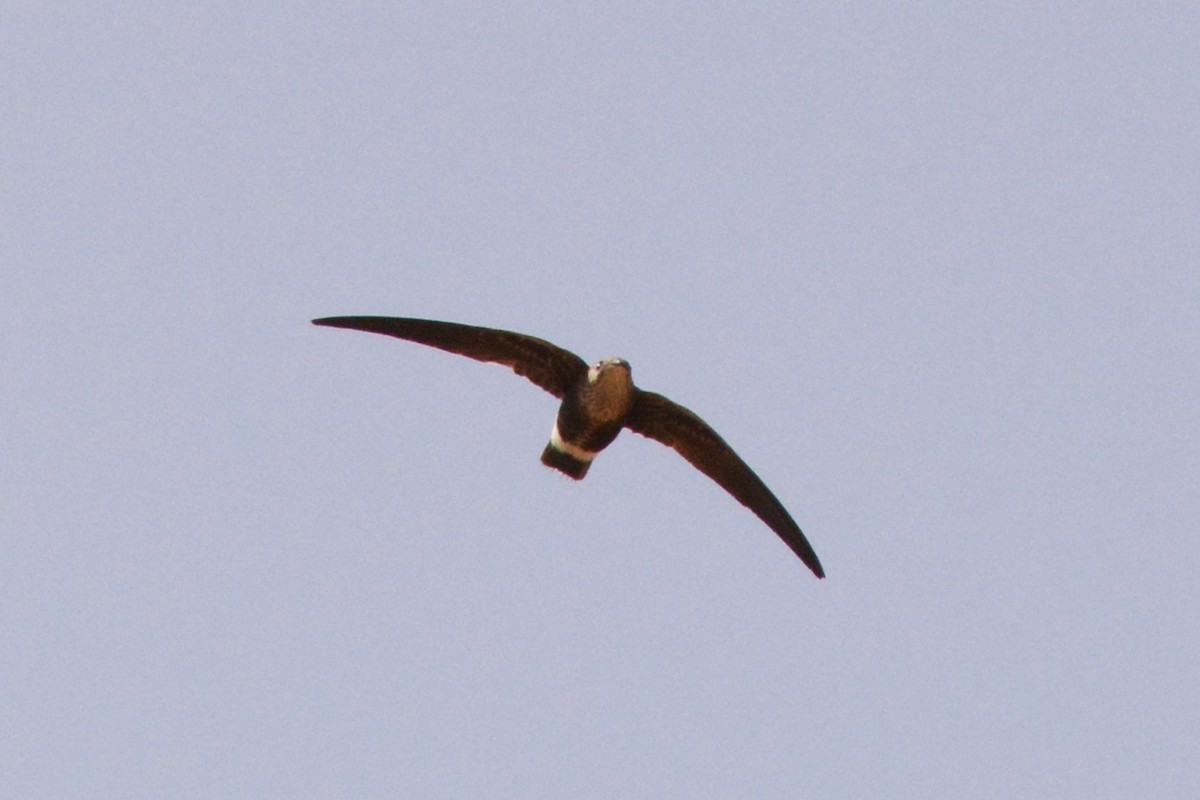 Mottled Spinetail - Marie O'Neill