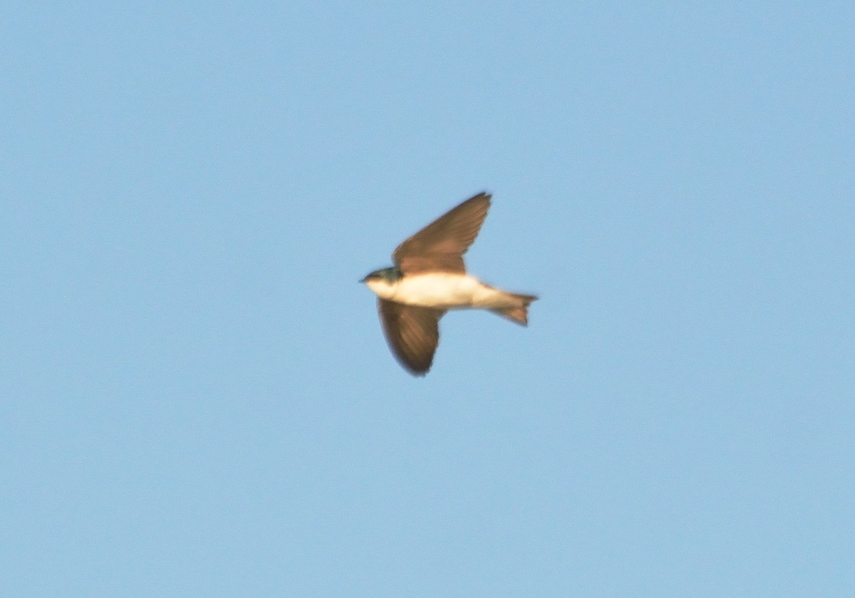 Tree Swallow - Orlando Jarquín