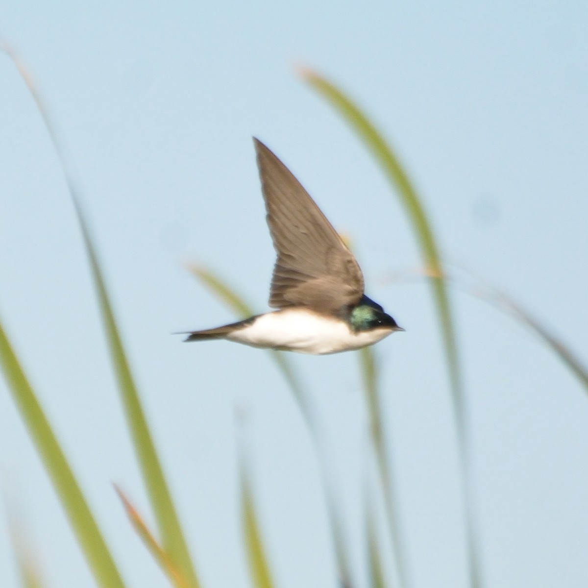 Tree Swallow - Orlando Jarquín