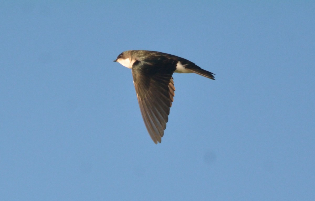 Golondrina Bicolor - ML85185631