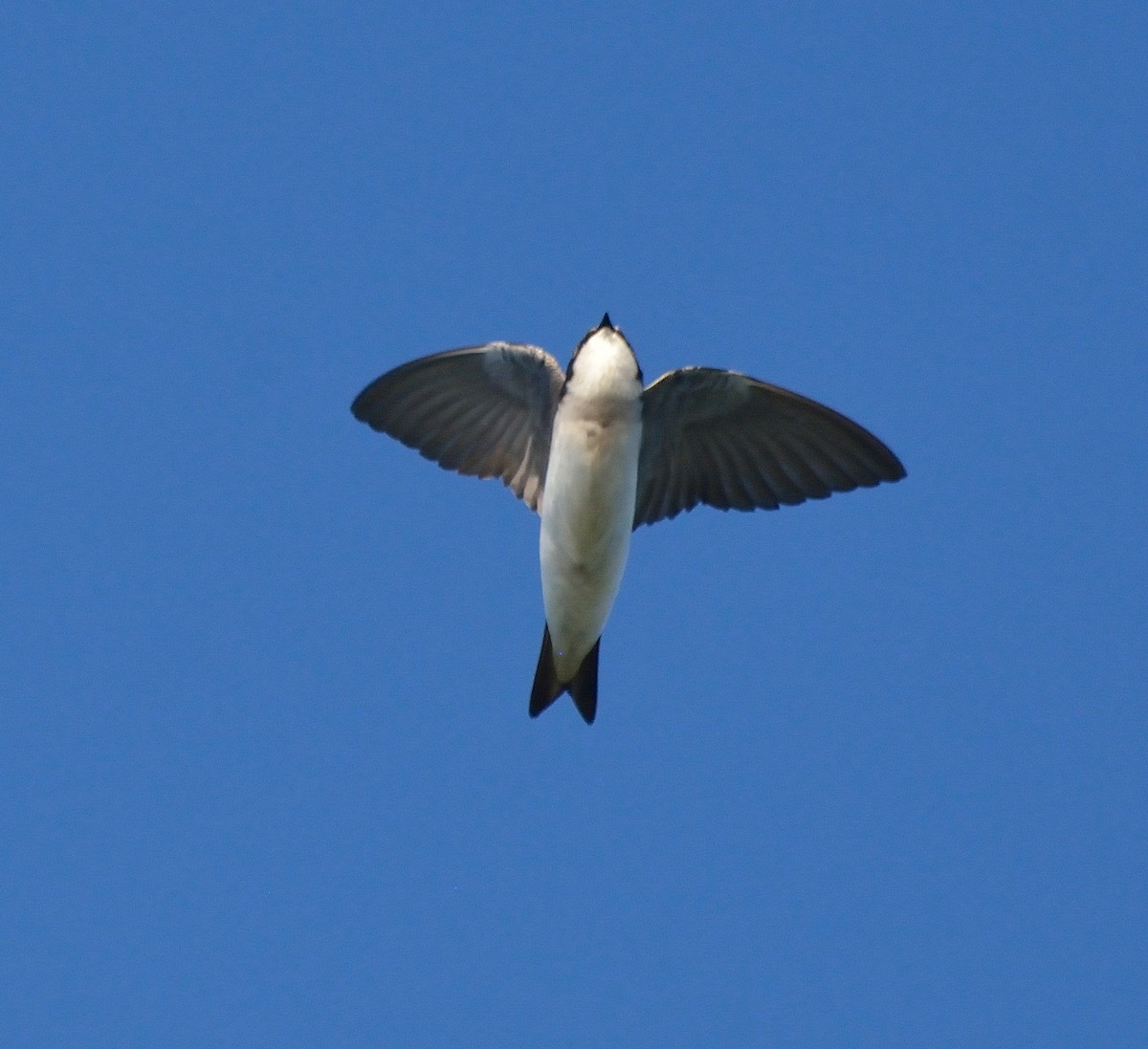 Tree Swallow - Orlando Jarquín