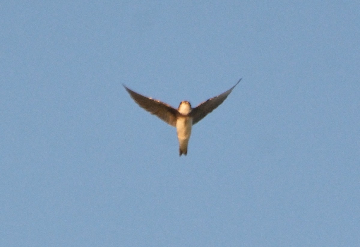 Bank Swallow - ML85185831