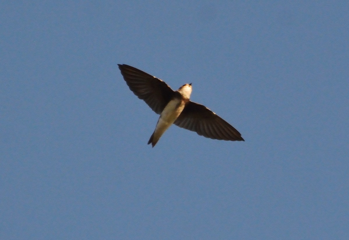 Bank Swallow - ML85185891