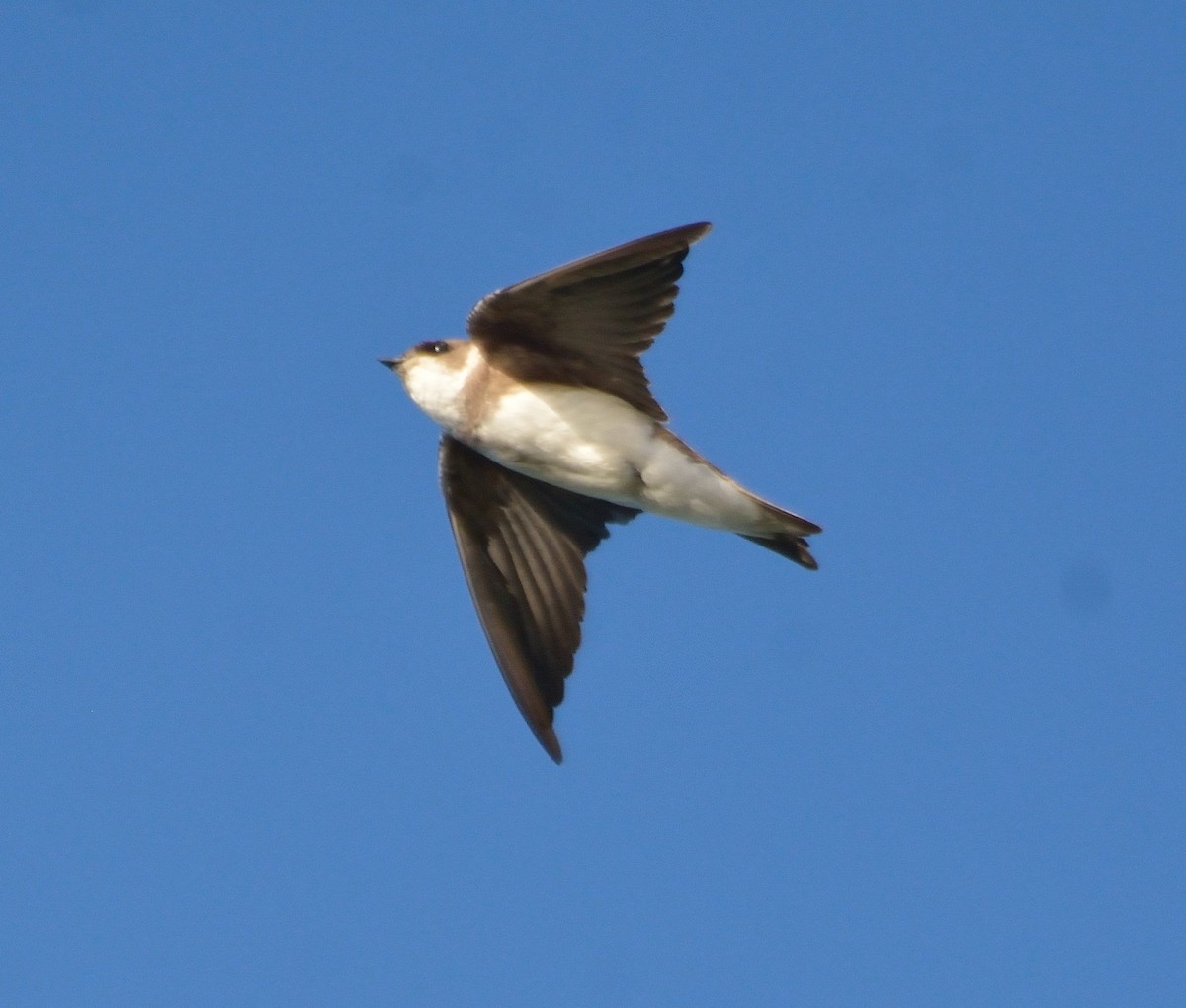 Bank Swallow - ML85185931