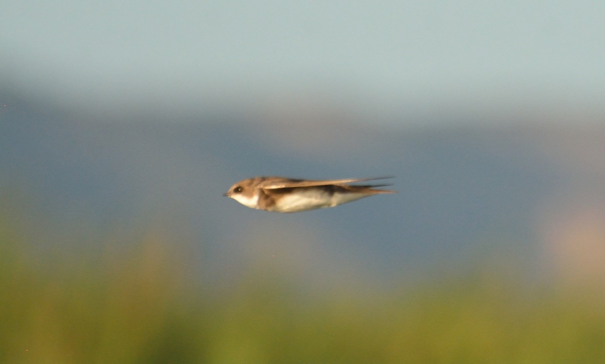 Bank Swallow - Orlando Jarquín