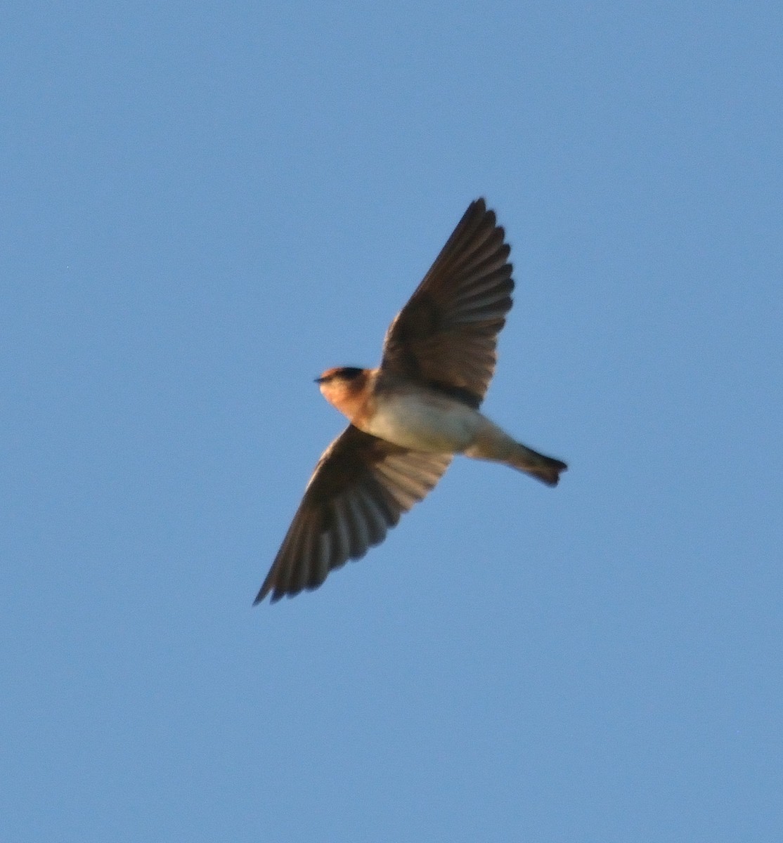 Golondrina Pueblera - ML85186031