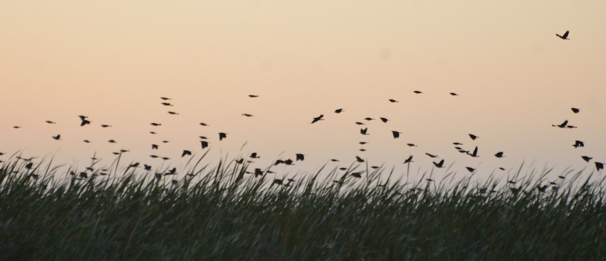 Red-winged Blackbird - ML85186221