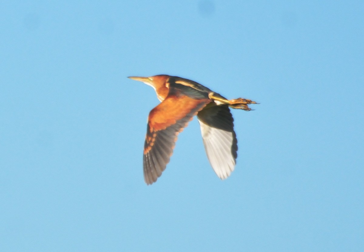 Least Bittern - ML85186301