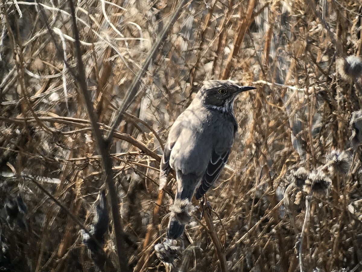 Sage Thrasher - Diana Kinder