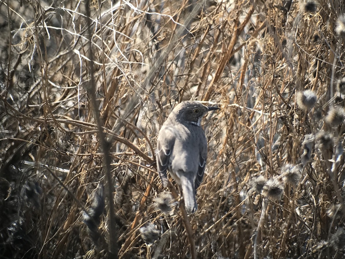 Sage Thrasher - ML85186381