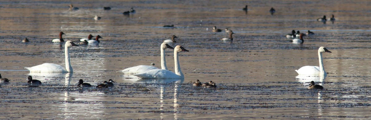 Trumpeter Swan - ML85186441