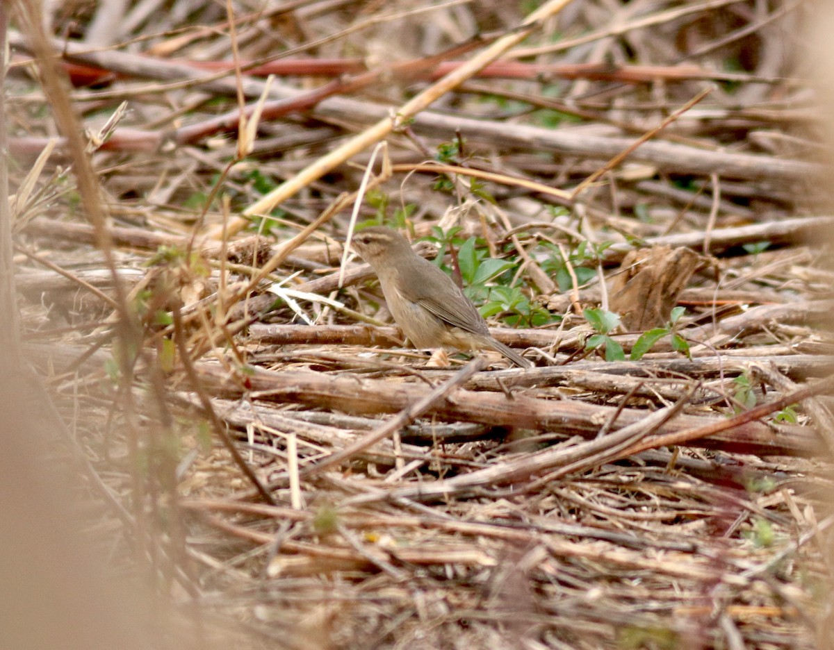 Dusky Warbler - ML85187881