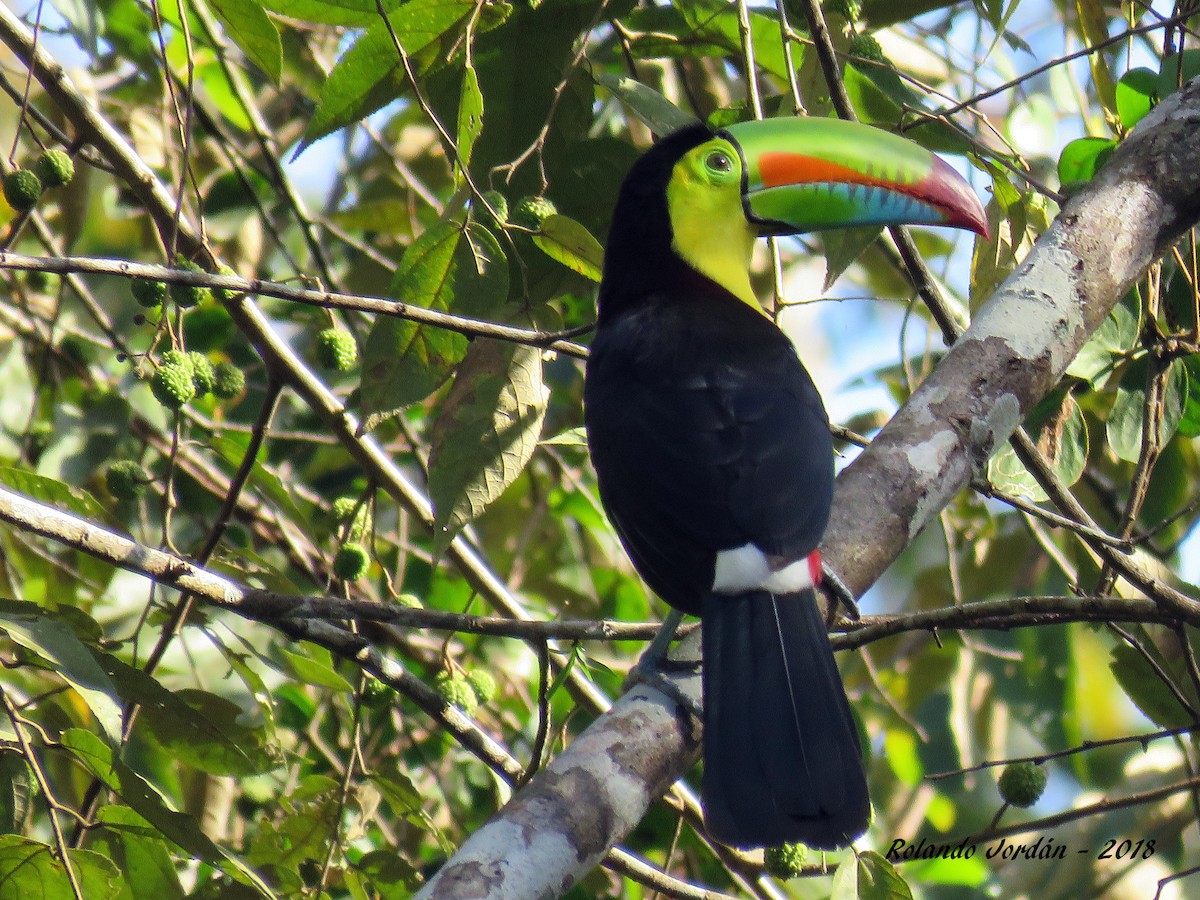 Toucan à carène - ML85190501