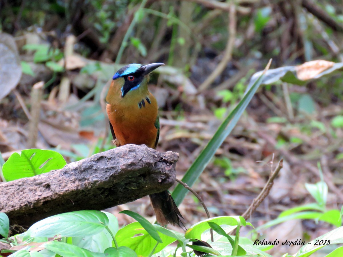 Motmot caraïbe (groupe subrufescens) - ML85190591