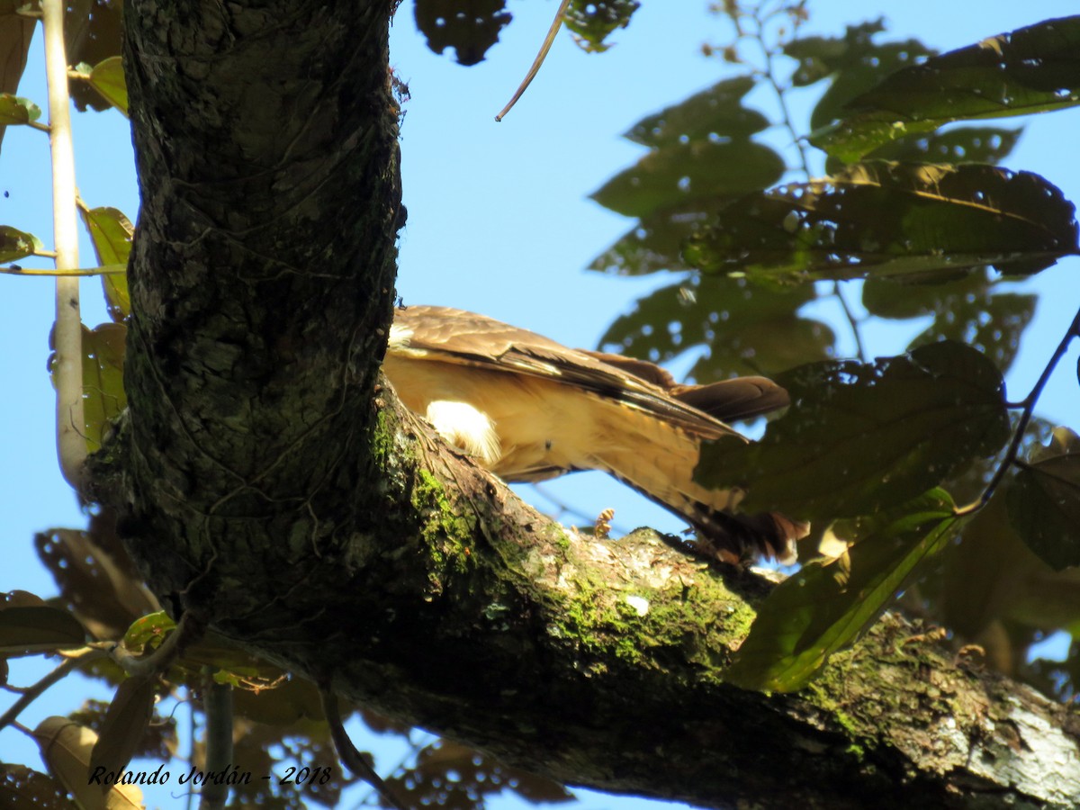 Caracara à tête jaune - ML85190791