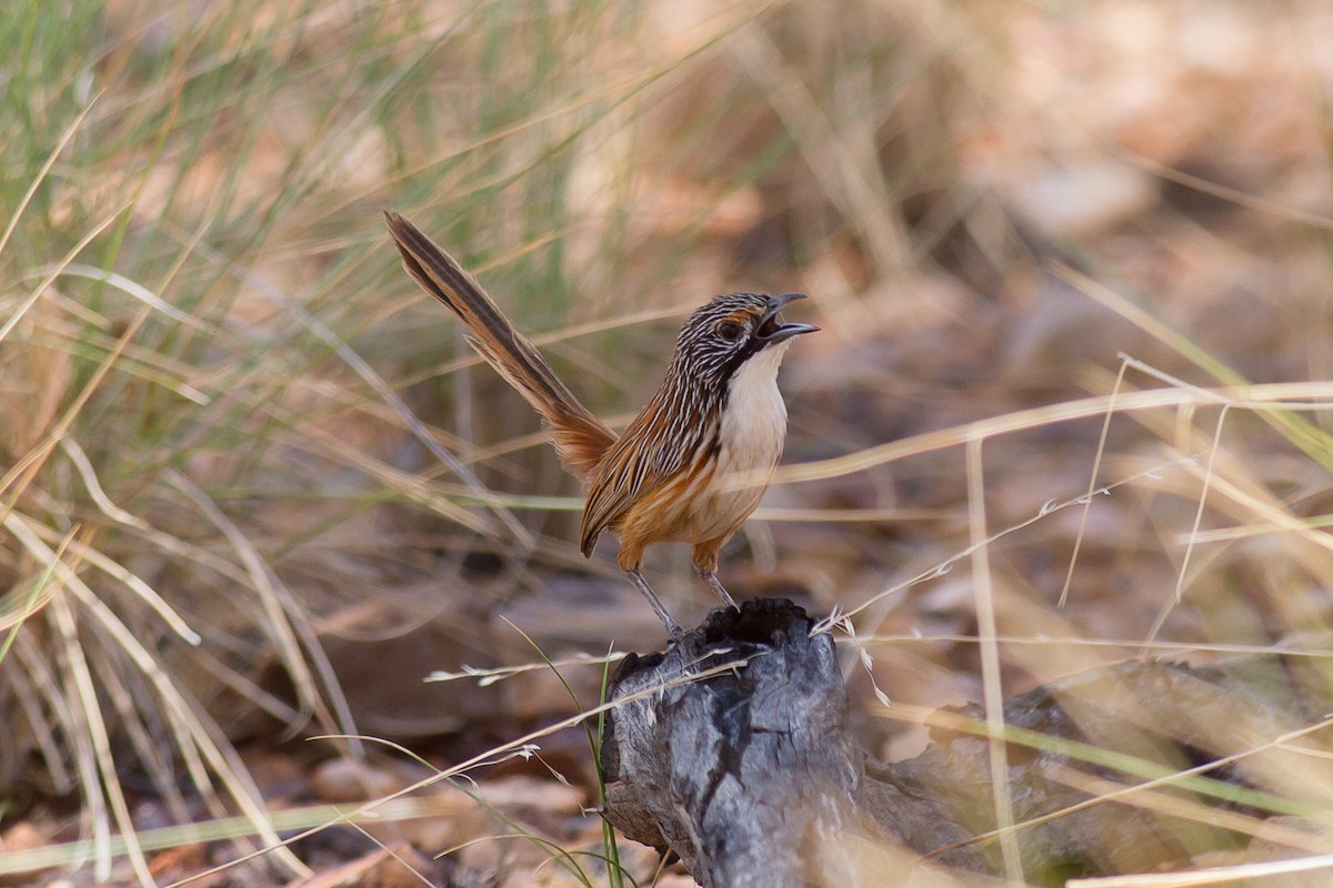 Carpentarian Grasswren - ML85191591