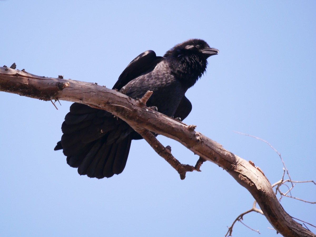 Common Raven - ML85192161