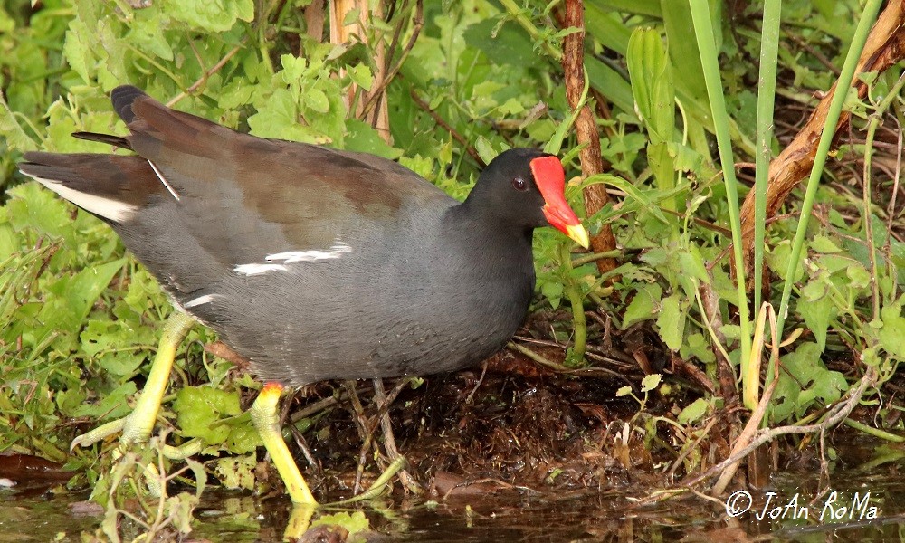 Common Gallinule - Antonio Robles