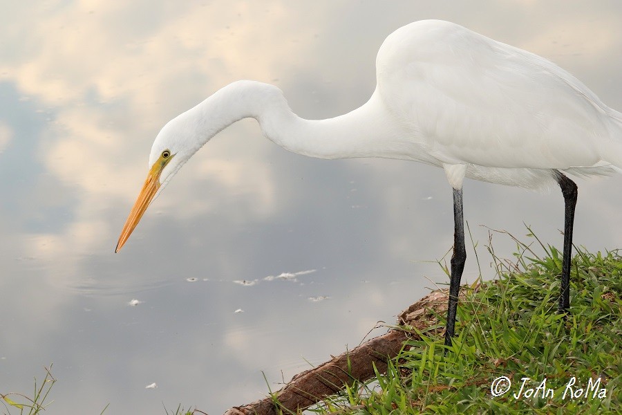 Great Egret - ML85192831