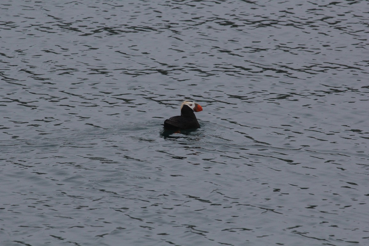 Tufted Puffin - ML85193451