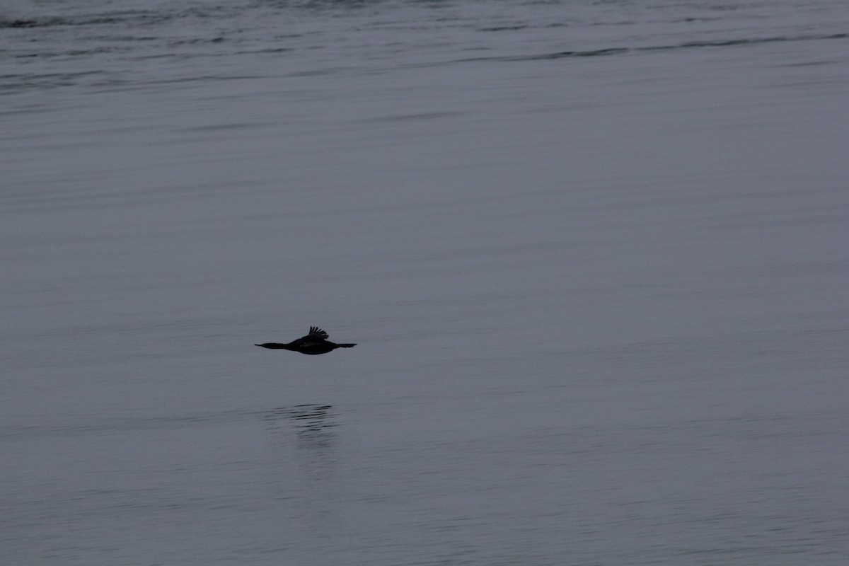 tanımsız Phalacrocoracidae sp. - ML85194021