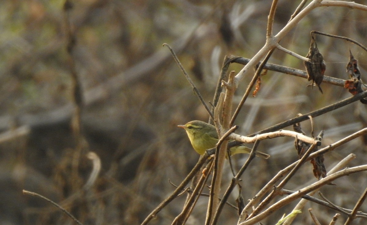 Tickell's Leaf Warbler (Tickell's) - ML85194041