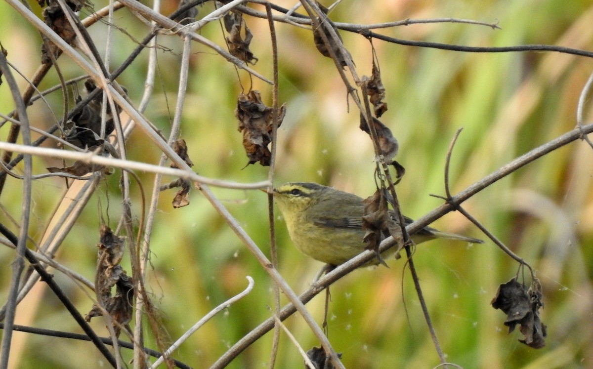 Tickell's Leaf Warbler (Tickell's) - ML85194051