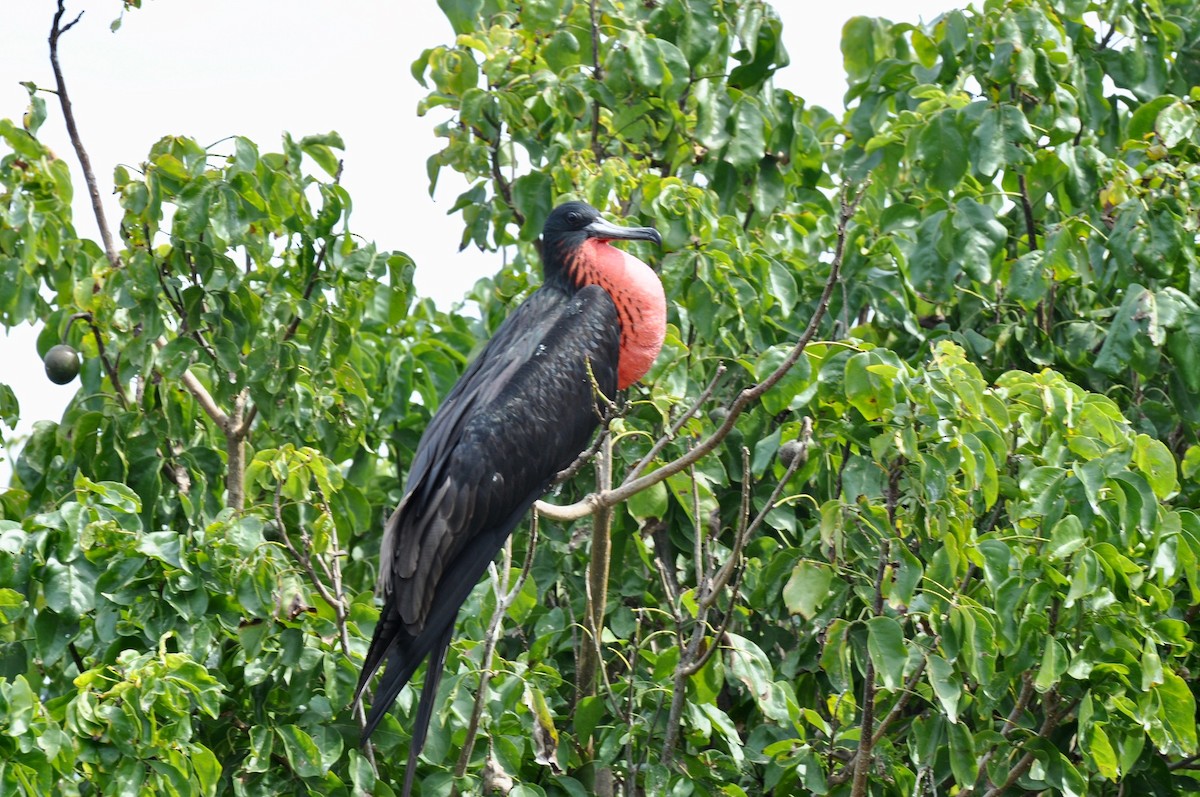 Magnificent Frigatebird - ML85194291