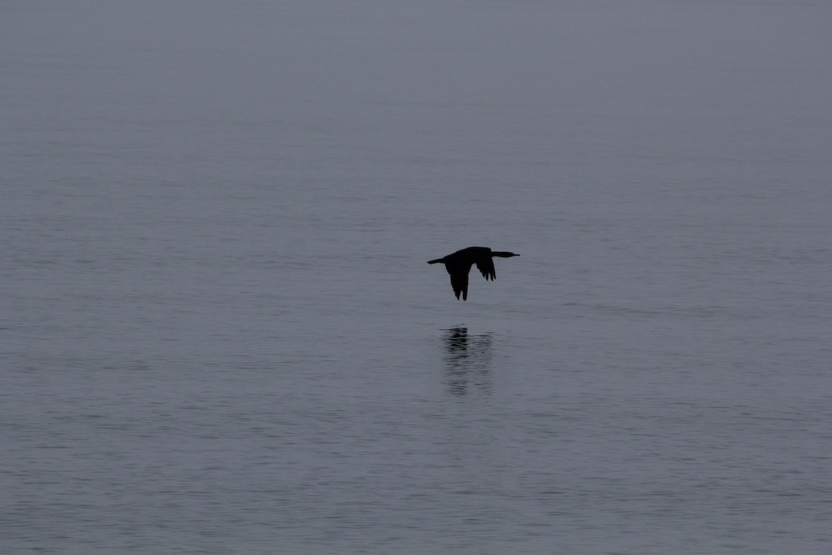 tanımsız Phalacrocoracidae sp. - ML85194321