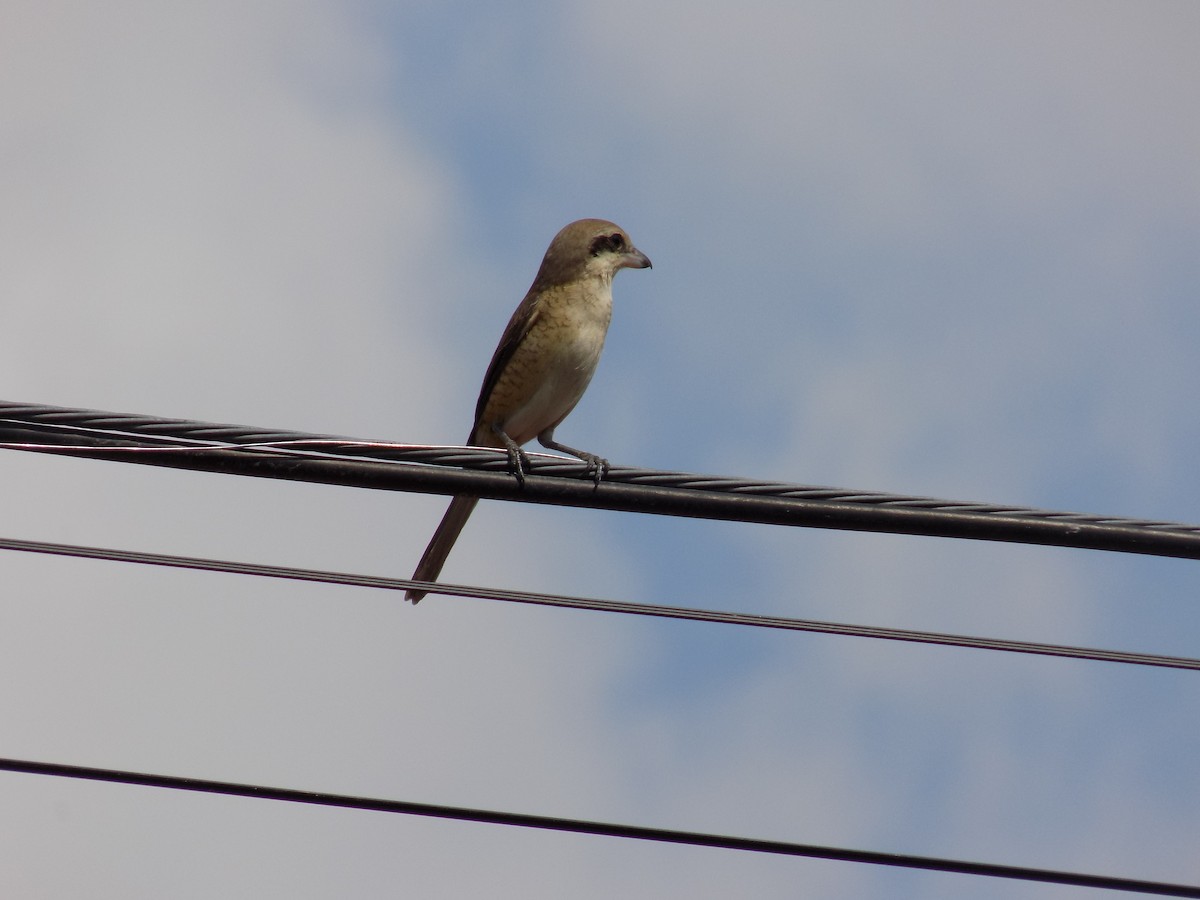 Brown Shrike - Scott Weaver