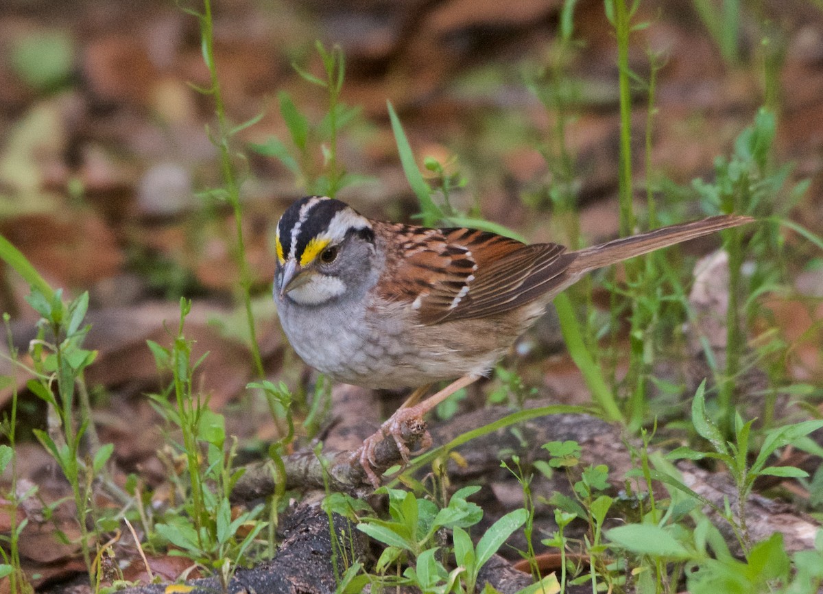 White-throated Sparrow - ML85195021